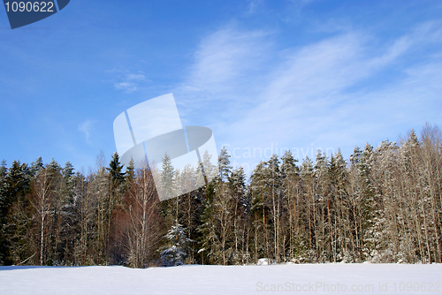 Image of Forest and Sky Winter Landscape