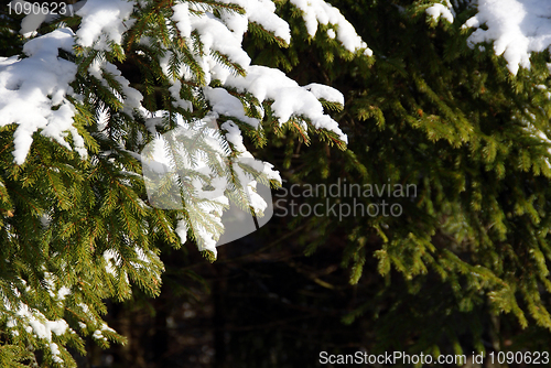 Image of Spruce Tree Branches