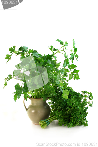 Image of Parsley