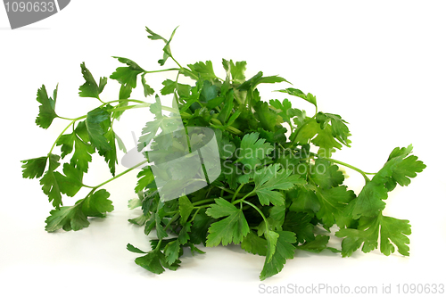 Image of Parsley