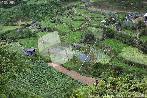 Image of Cameron Highlands Vegetable Fields