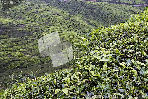 Image of Cameron Highlands Tea Plantation Fields