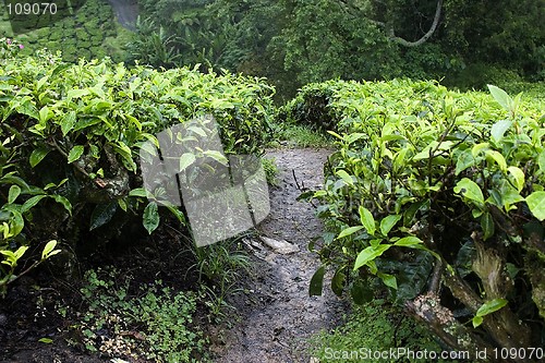 Image of Cameron Highlands Tea Plantation Fields