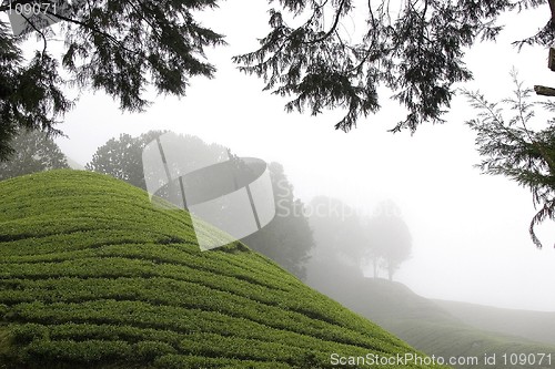 Image of Cameron Highlands Tea Plantation Fields