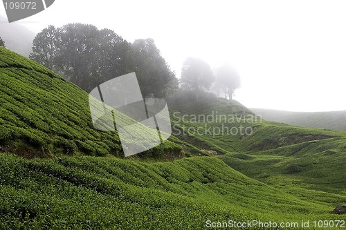 Image of Cameron Highlands Tea Plantation Fields