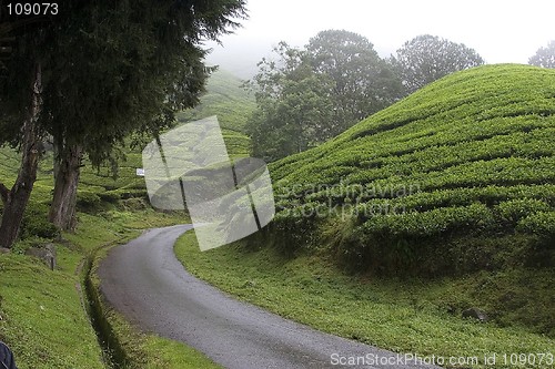 Image of Cameron Highlands Tea Plantation Fields