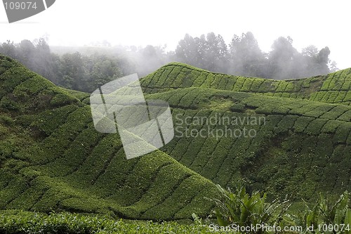 Image of Cameron Highlands Tea Plantation Fields