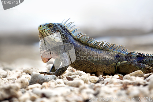 Image of Iguana