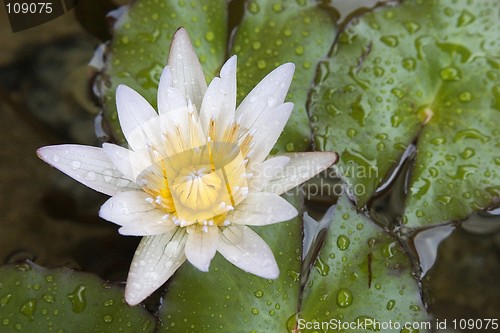 Image of White Waterlily