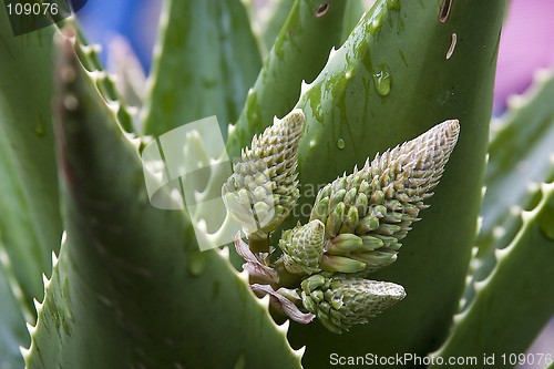 Image of Aloe Flower
