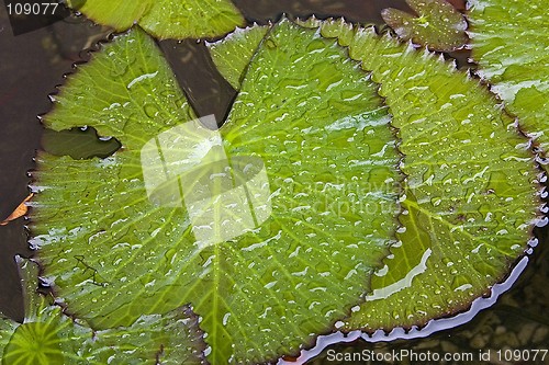 Image of Waterlily Leaves