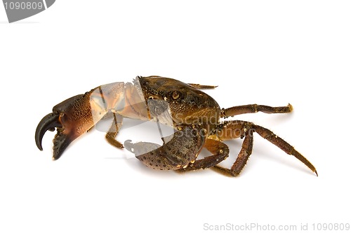 Image of Crab on white background