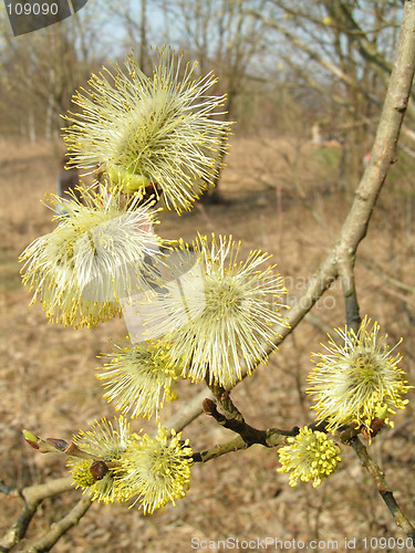 Image of Buds