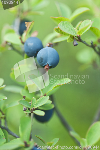 Image of Wild Blueberries