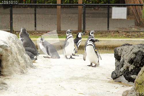 Image of Penguins