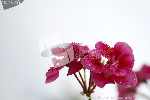 Image of Drops on the flower