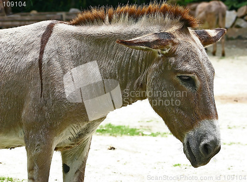 Image of Donkey