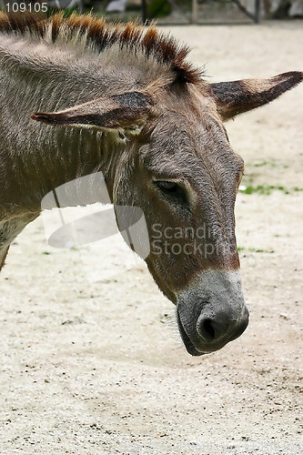 Image of Donkey