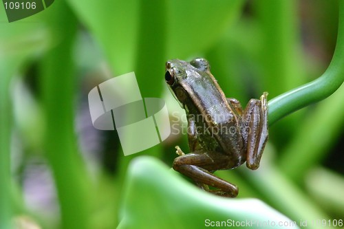 Image of Frog