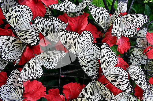 Image of Butterflies