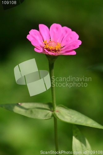 Image of Pink Daisy Flower