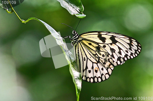 Image of Dotted Butterfly