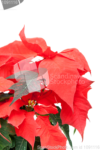 Image of Poinsettia pulcherrima