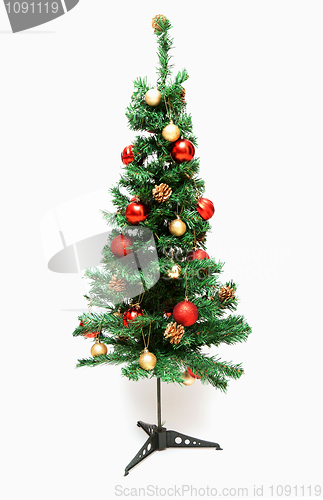 Image of Cristmas spruce