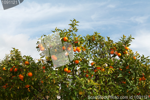 Image of Branches with the fruits