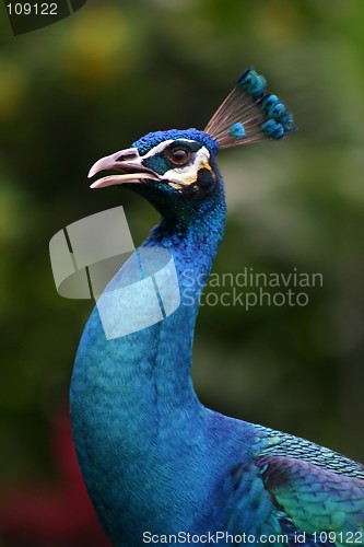 Image of Peacock