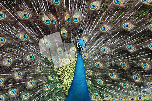 Image of Peacock