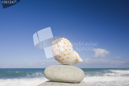 Image of Conch Shell