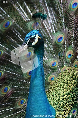 Image of Peacock