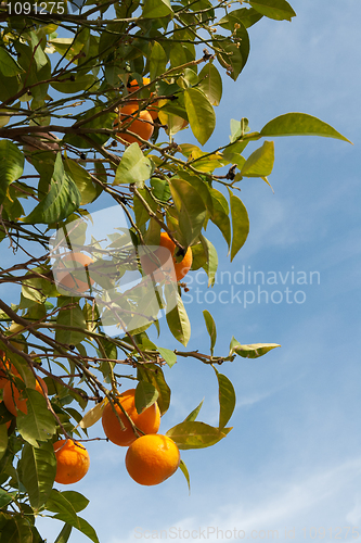 Image of Branches with the fruits