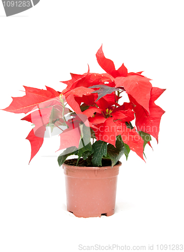 Image of Poinsettia pulcherrima