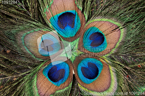 Image of peacock's feathers