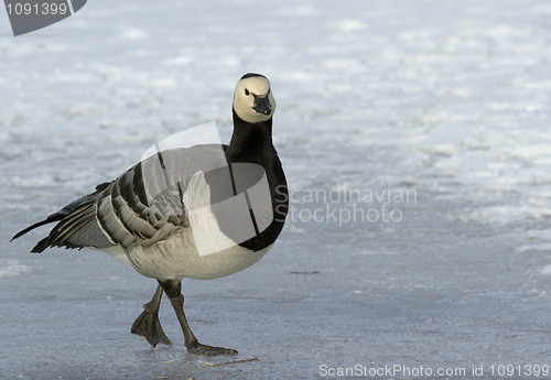 Image of Barnacle Goose