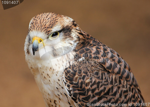 Image of Hawk hunter.