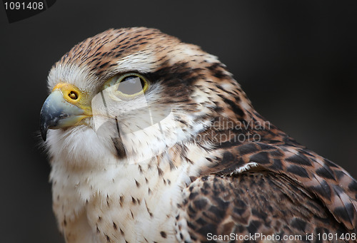Image of Hawk hunter