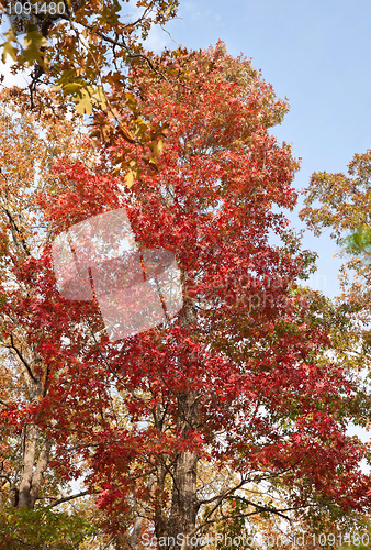 Image of red tree in autumn forest