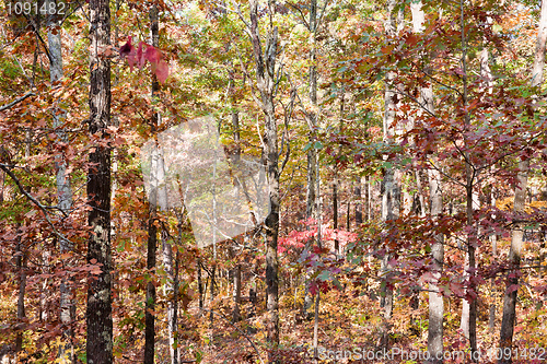 Image of colors of autumn or fall in forest