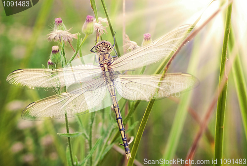 Image of young dragonfly 