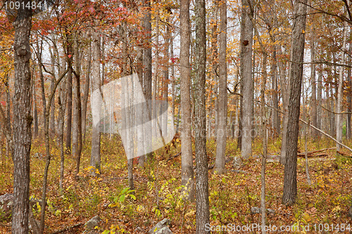 Image of autumn or fall forest