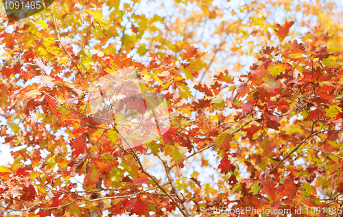 Image of colourful leaves in autumn
