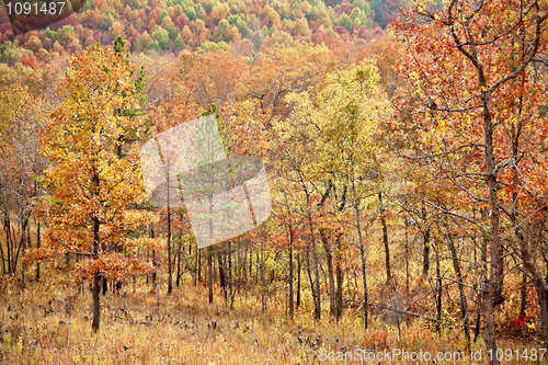 Image of colourful leaves in autumn or fall