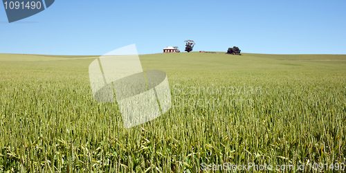 Image of wheat grass in countryside