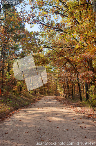 Image of country road through autumn trees