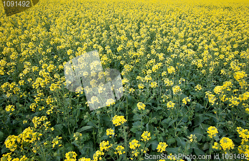 Image of canola in the farm field