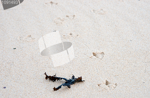 Image of bird tracks in the sand