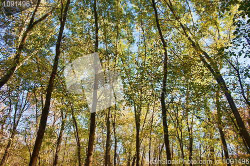 Image of in the trees of the forest